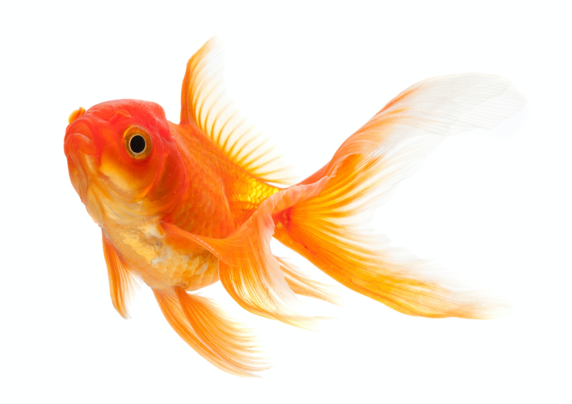 freshwater fish, Gold fish at DC Freshwater Fish