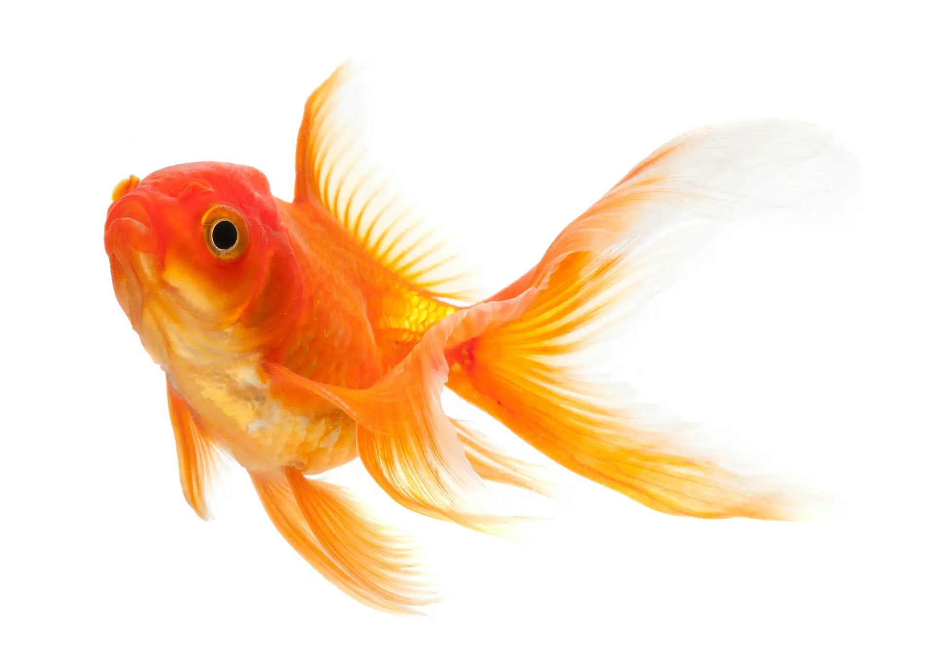 freshwater fish, Gold fish at DC Freshwater Fish