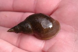Great Pond Snail