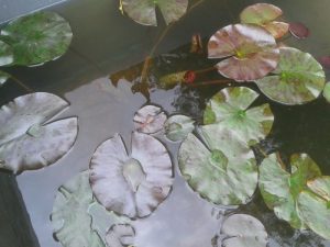 Lily Pads - Rhizome Only
