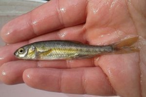 Minnow