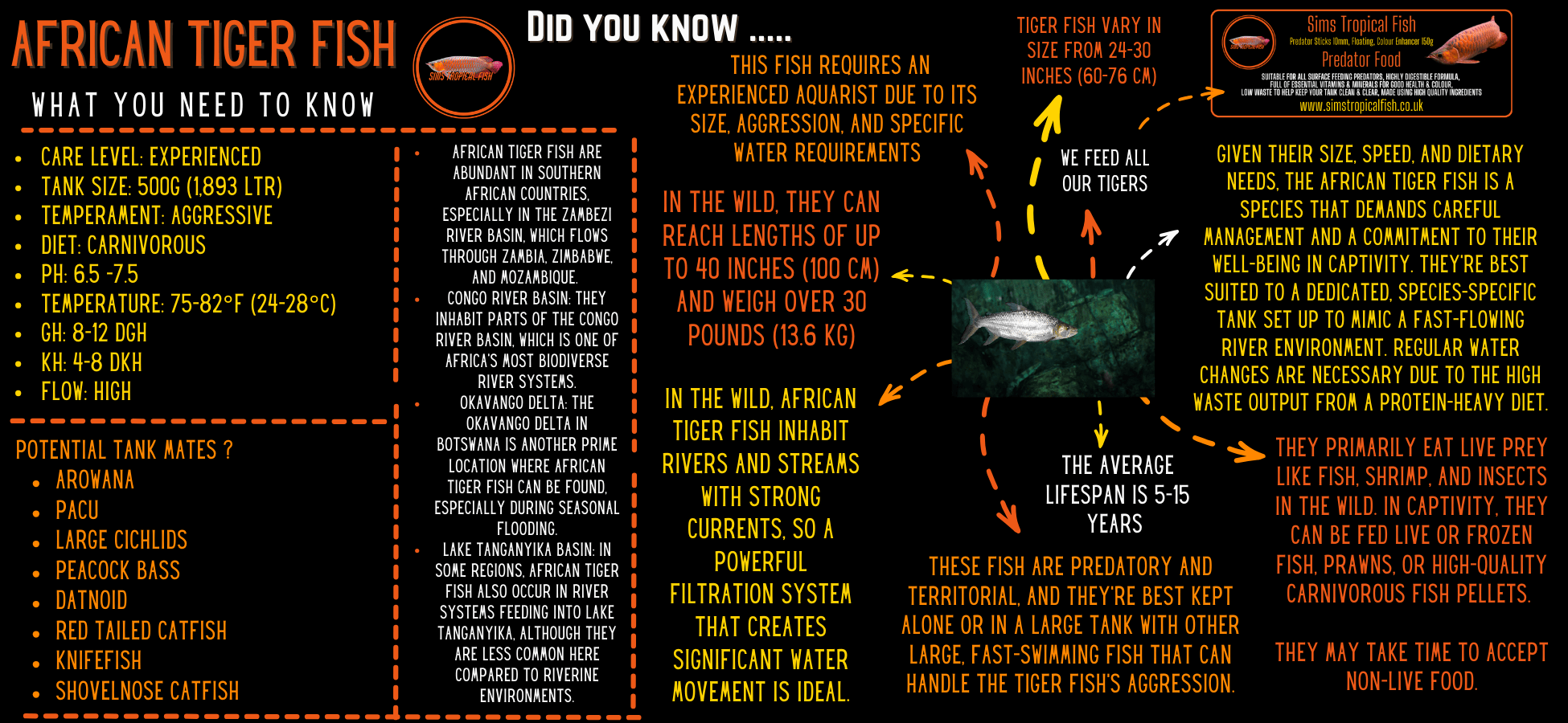 African Forskahlii Tiger Fish Hydrocynus Forskahlii - Image 2