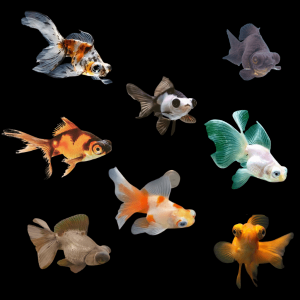Assorted Telescope Butterfly Moor Goldfish Carassius Auratus