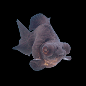 Giant Black Telescope Moor Grade AA Carassius Auratus