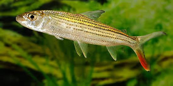 African Forskahlii Tiger Fish Hydrocynus Forskahlii - Image 5