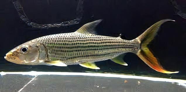 African Forskahlii Tiger Fish Hydrocynus Forskahlii - Image 3