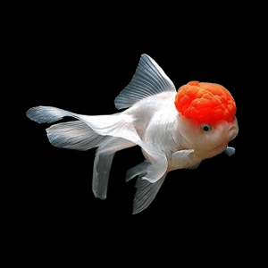 Giant Red Cap White Oranda Grade AA Goldfish Carassius Auratus