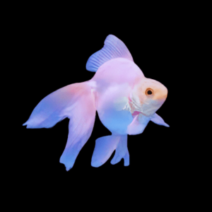 Pink Black Eye Ryukin Goldfish Carassius Auratus