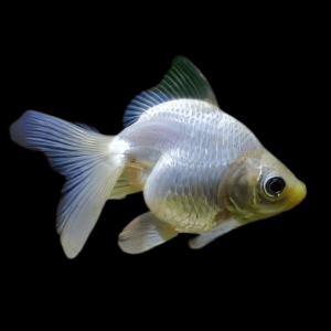 White Ryukin Goldfish Carassius Auratus