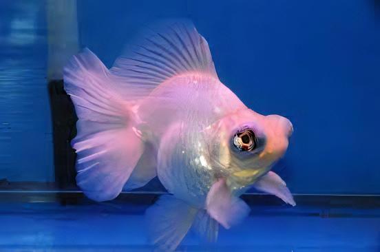 White Telescope Butterfly Moor Goldfish Carassius Auratus - Image 4