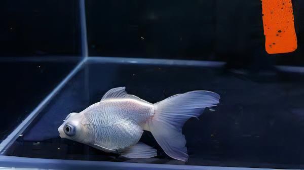 White Telescope Butterfly Moor Goldfish Carassius Auratus - Image 6