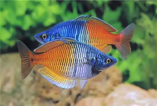 Boesemani Rainbowfish care at DC Freshwater