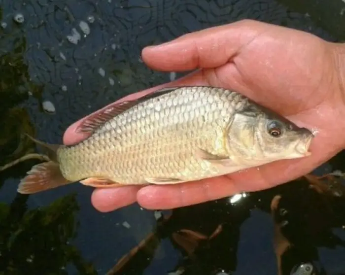Common Carp with DC Freshwaterfish
