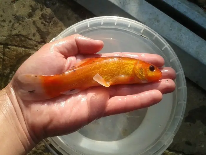 golden tench at DC Freshwater