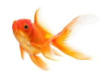 gold-fish-removebg-preview