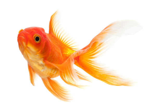 gold-fish-removebg-preview