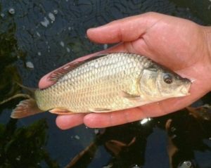 Common Carp