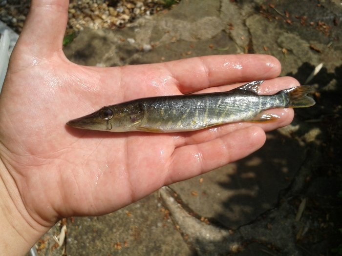pike at DC Freshwaterfish