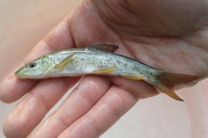 barbel at DC Freshwater Fish