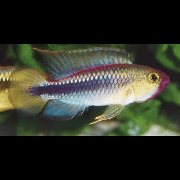 Apistogramma Wilhelmi 3cm - Image 4