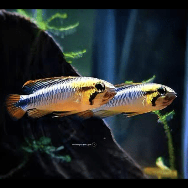 Apistogramma Wilhelmi 3cm - Image 7