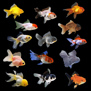 Assorted Oranda Goldfish Carassius Auratus