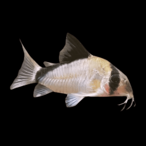 Bandit Corydoras Metae 3cm Catfish