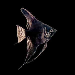 Black Angelfish Pterophyllum Scalare