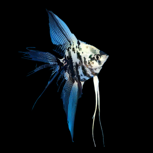 Blue Turquoise Marble Angelfish Pterophyllum Scalare 5cm