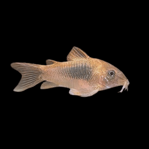 Bronze Corydoras Aeneus 3cm Catfish