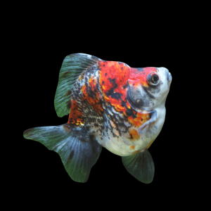 Calico Ryukin Goldfish Carassius Auratus
