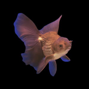 Giant Chocolate Oranda Grade AA Goldfish Carassius Auratus
