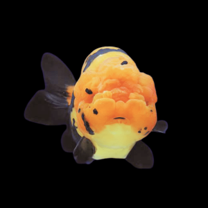 Giant Red & Black Lionhead Ranchu Grade AA Goldfish Carassius Auratus