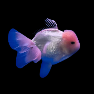 Giant Super Jelly Head Pink Black Eye Oranda Grade AA Goldfish Carassius Auratus