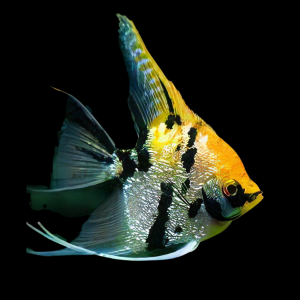 Marbled Golden Angelfish Pterophyllum Scalare