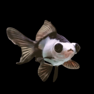 Giant Panda Telescope Moor Grade AA Carassius Auratus