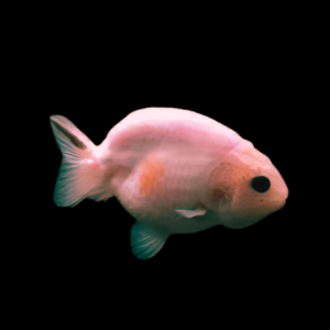 Pink Black Eye Lionhead Ranchu Goldfish Carassius Auratus 5cm