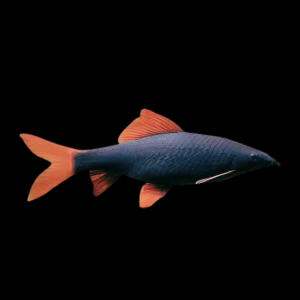 Rainbow Shark Epalzeorhynchos Frenatum 8cm