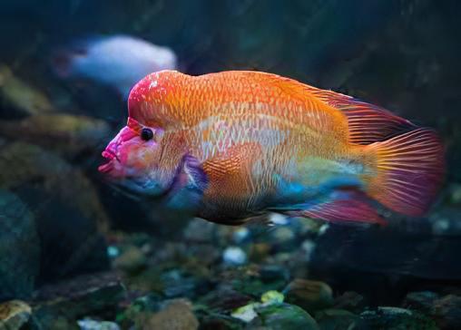 Red Devil Cichlid Amphilophus Labiatus - Image 7