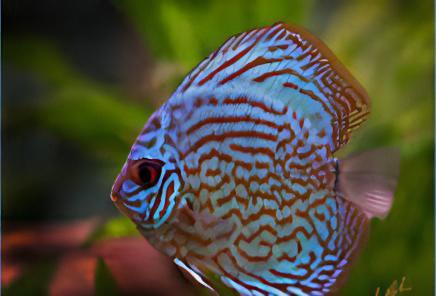 Red Royal Blue Discus - Image 5