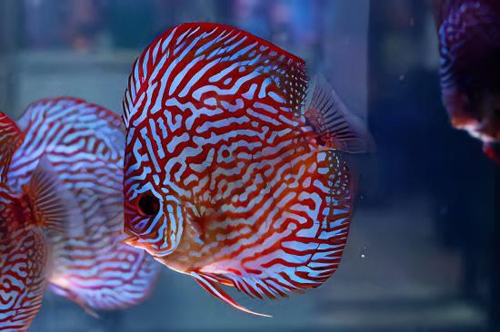 Red Royal Blue Discus - Image 4
