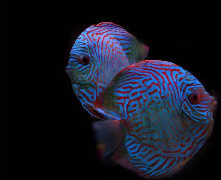 Red Royal Blue Discus - Image 7