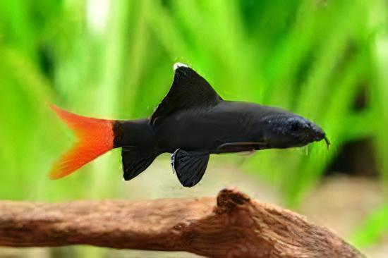 Red Tailed Black Shark Labeo Bicolor 6cm - Image 5