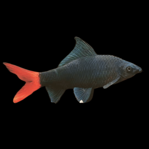 Red Tailed Black Shark Labeo Bicolor 6cm