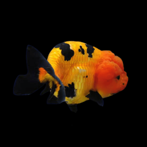 Red and Black Lionhead Ranchu Goldfish Carassius Auratus 5cm