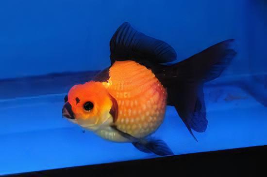 Red and Black Pearlscale Carassius Auratus - Image 5