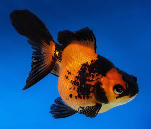 Red and Black Pearlscale Carassius Auratus - Image 4