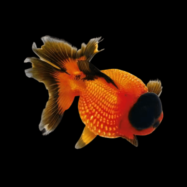 Red and Black Pearlscale Carassius Auratus - Image 6