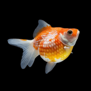 Red and White Pearlscale Carassius Auratus