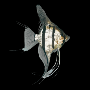 Silver Angelfish Pterophyllum Scalare